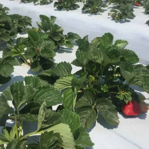 About 7 wk old-planted on 20Jun16 plants-Chris Jenkins (1)