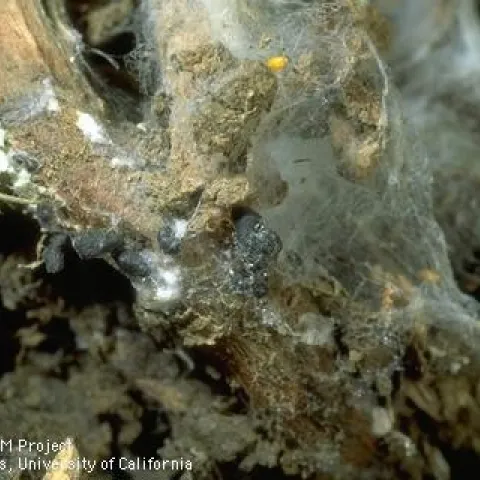 Hard black structures on bean roots.