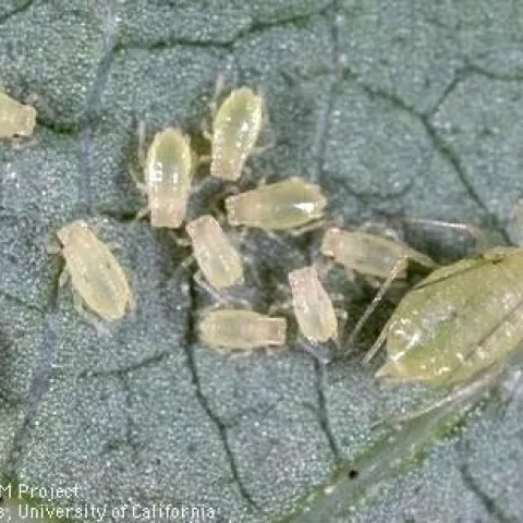 GPA-Jack Kelly Clark, UC IPM