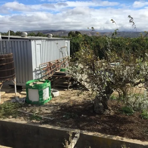 plum blooming in fall