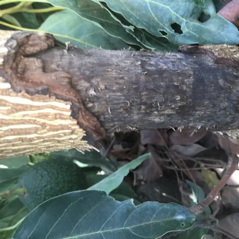 avocado rodent damage 2