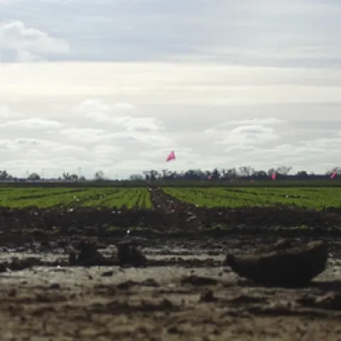 Davis Common Wheat, 12/12/2016