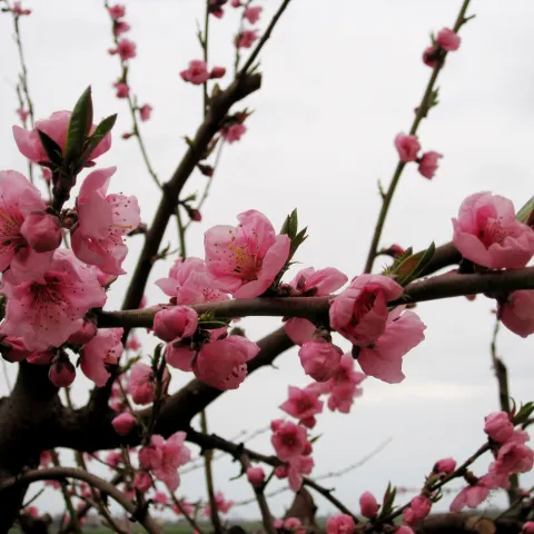Fruit tree - peach