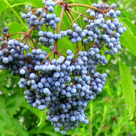 elderberries-2