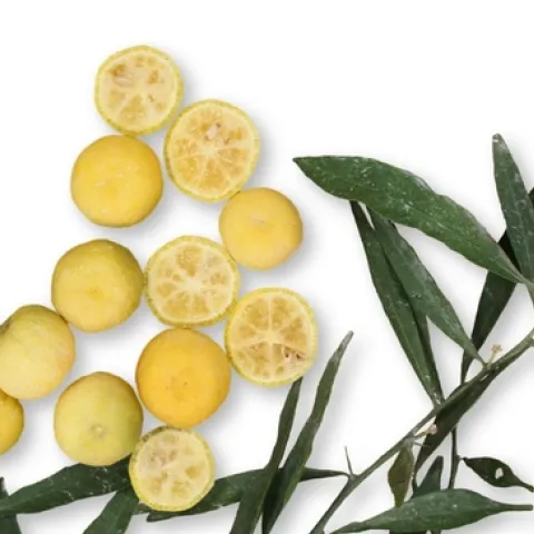 HLB resistant variety