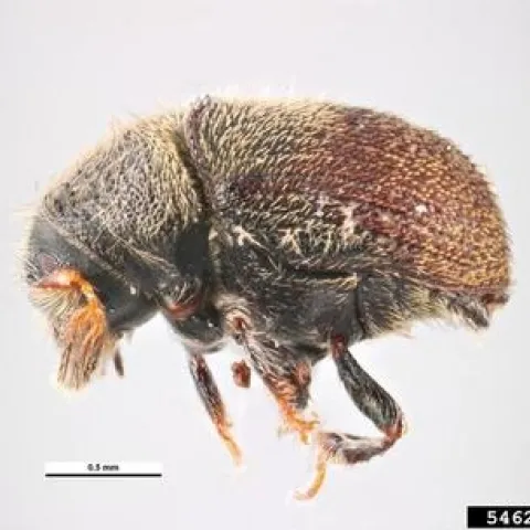 olive bark beetle adult