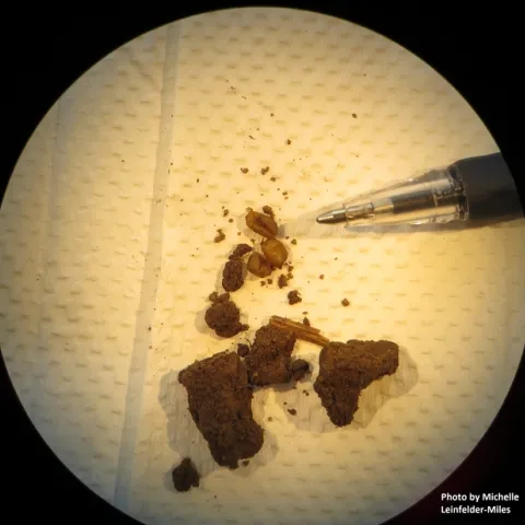 Little, white orbs about the size of the tip of a pencil.