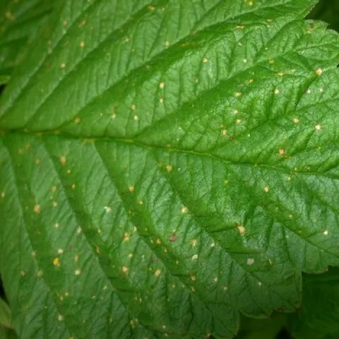 Leaf damage in non-target plant