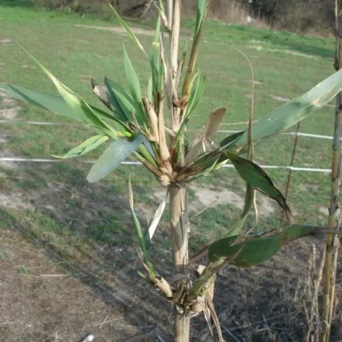 arundo damage3d