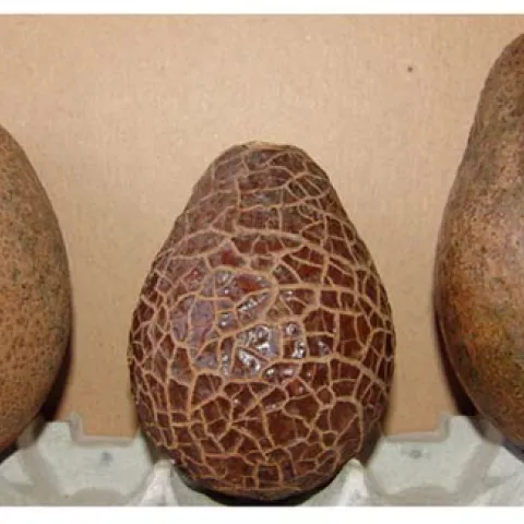 avocado thrips carapace greenhouse