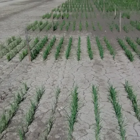 Rice at 30 days after seeding, treated with Harbinger (pendimethalin) as a pre-emergent herbicide