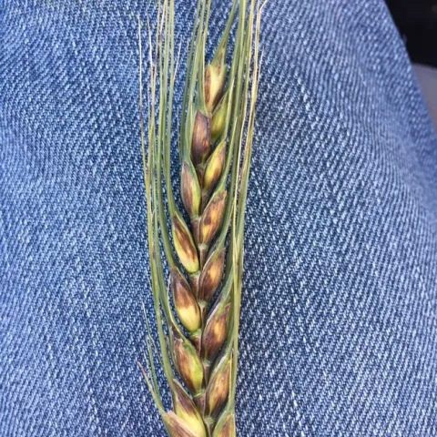 pseudo-black chaff, common wheat (1 of 2)