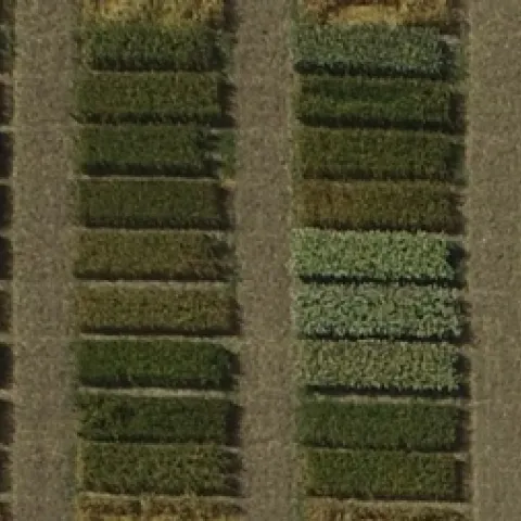 2017 UC Small Grain Variety Testing Program