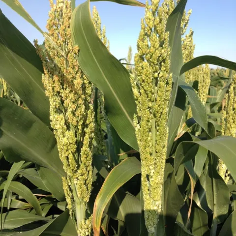 Sorghum panicle at bloom.