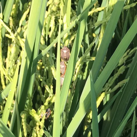 Screen Shot 2017-08-16 at 2.57.32 PM