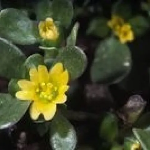 Figure 1. Common purslane. Photo courtesy UC IPM.