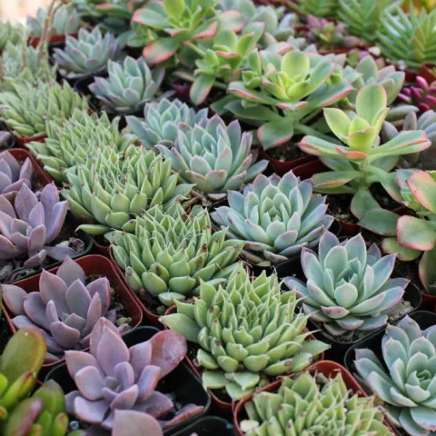 What-are-succulents-plants