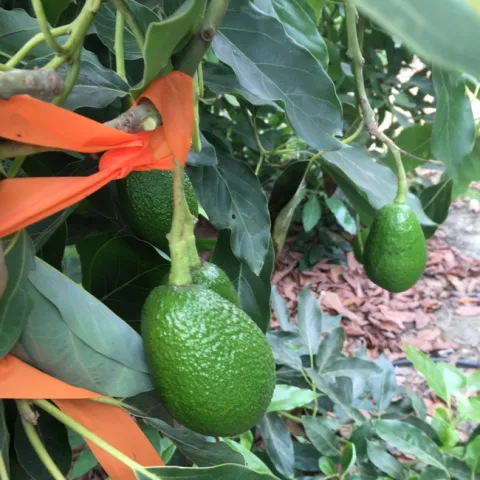 fruit grown out of white stuff 90