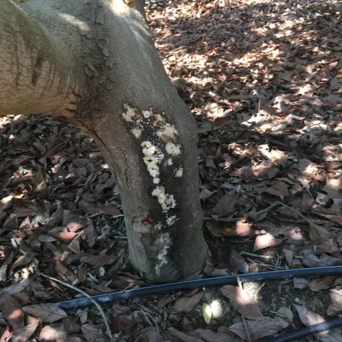 bacterial-citricola canker