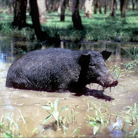 Photo 2 Reg Barrett- UC Berkeley, Department of Environmental Science, Policy & Management