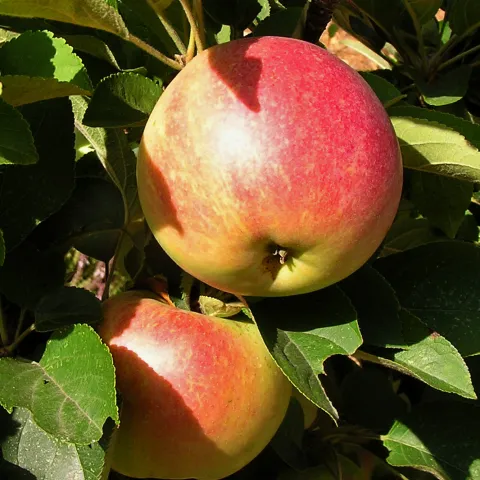 Photo: Candace Simpson