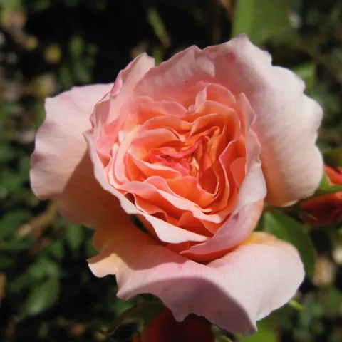 Tamora English rose