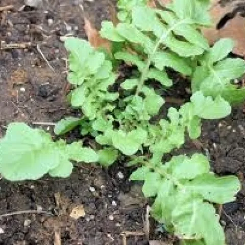 Photo: UC Master Gardeners of Napa County
