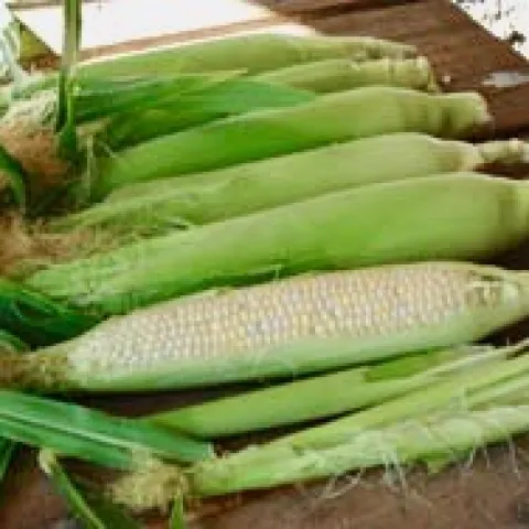Harvested corn: peaches and cream