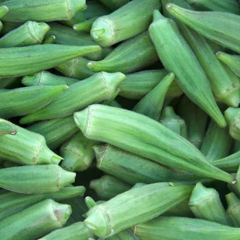 Photo: UC, Jose Aguiar