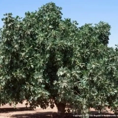 mature fig tree