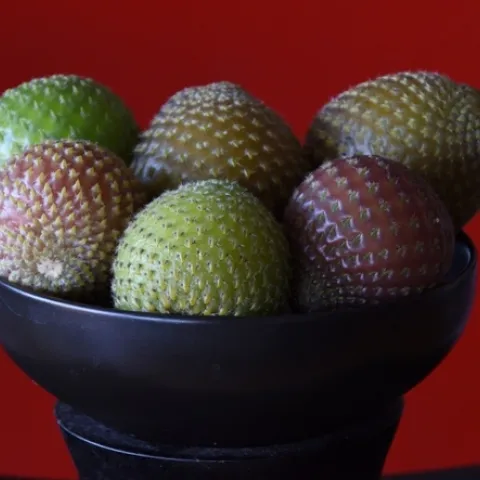 rumpa fruit 1