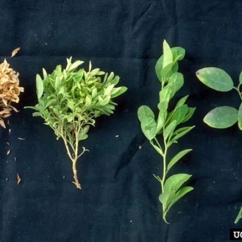 chimera witches broom citrus