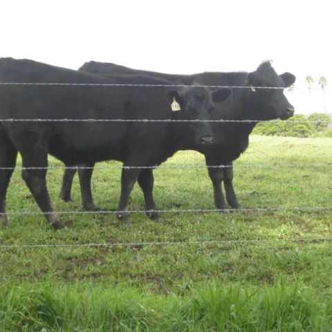 Cattle grazing to reduce weeds.
