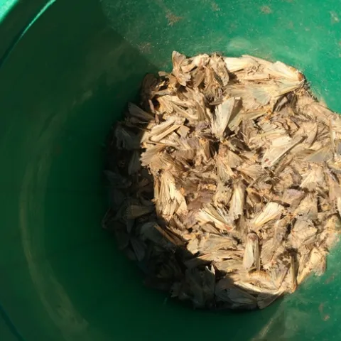 Figure 1. Armyworm bucket trap catches were highest in late June.