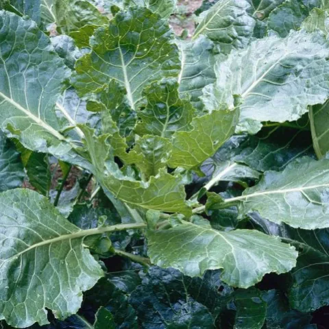 Green glaze collards (Photo: UC Master Gardeners of Monterey County)