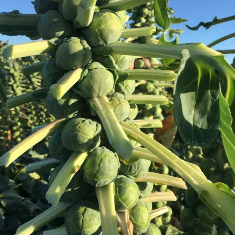 Brussels sprouts develop on the stalk where the leaves attach