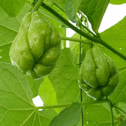 Photo: University of Florida, Institute of Food & Agricultural Sciences