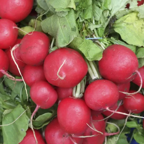 Bunch of red radishes, MorgueFile free photo
