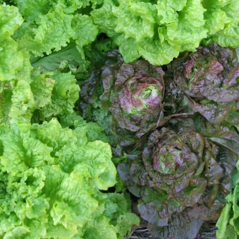 Lettuces Black Seeded Simpson and Carmona, by Karen Schaffer