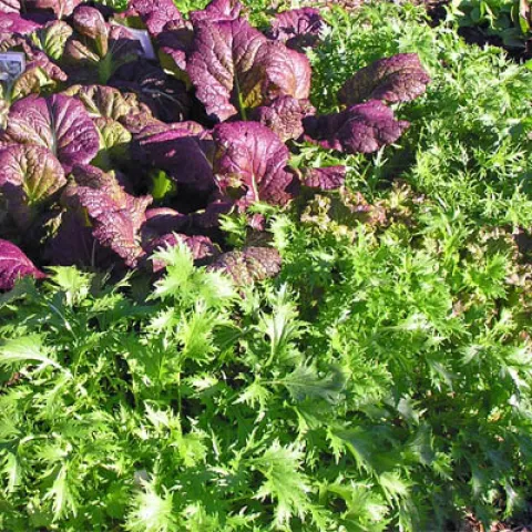 Red and green mustards