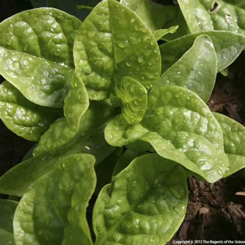 Young spinach rosette