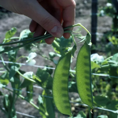 Snow pea pods