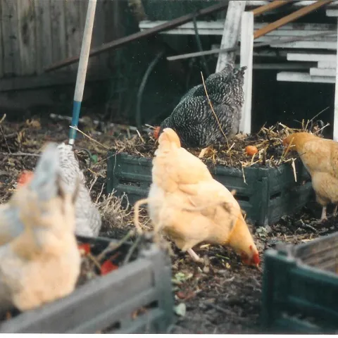 composting chickens