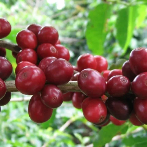 coffee fruit