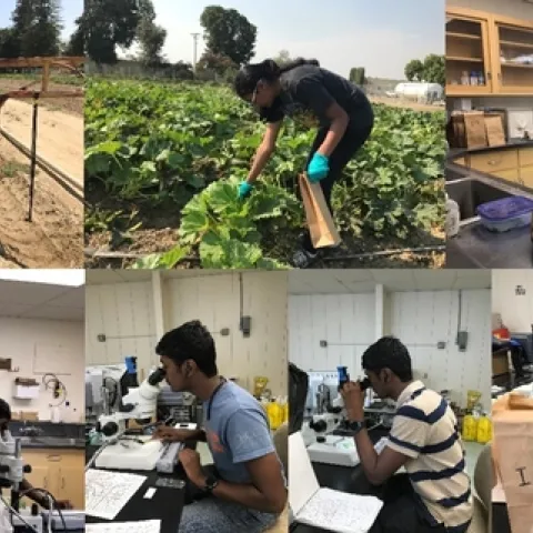 Spraying, sampling, and counting