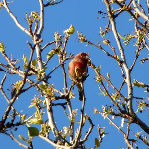 Red Throated Finch 2 March 2010 (photo by Melinda Nestlerode)
