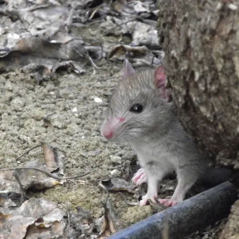 Fig. 1 Roof rat. (Photo: Niamh Quinn)