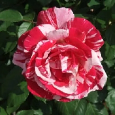 heritage-rose-garden-007