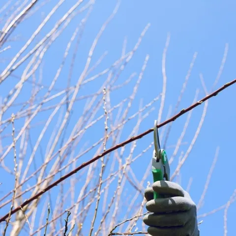 Pruning a tree. (Photo: Pixabay)