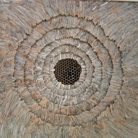This is part of the trilogy of wall pieces created by artist Ann Savageau, professor emerita, UC Davis Department of Design. Her materials: hornet nest paper.